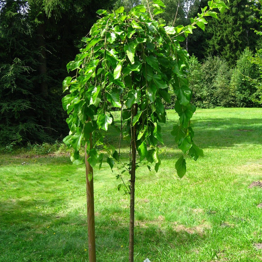 Знать и уметь: штамбовые деревья для дома и сада