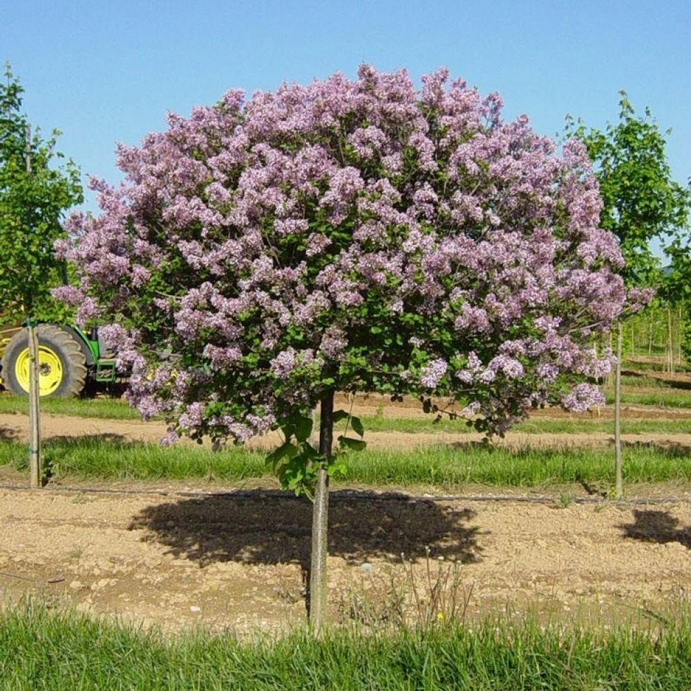 Сирень «Палибин» на штамбе - купить в питомнике Royal Park