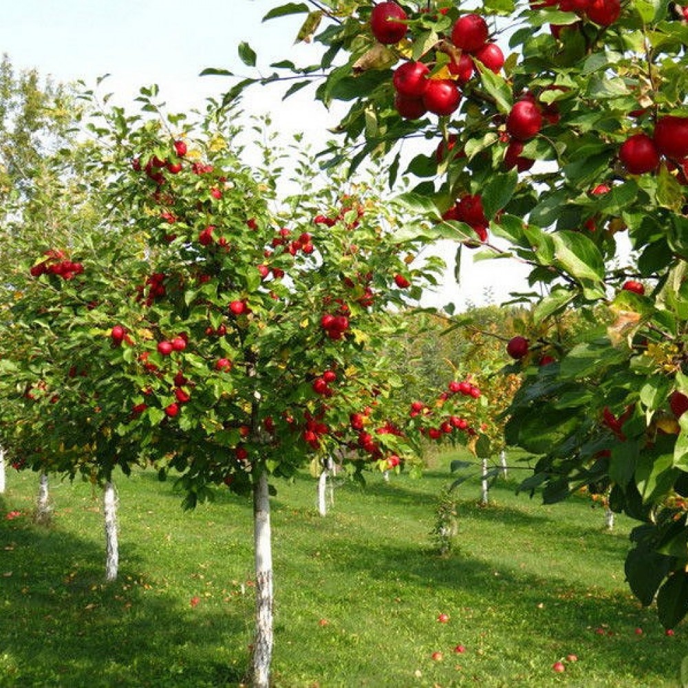 Плодовые деревья и кустарники